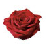red roses