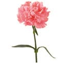 Carnation