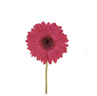 Gerbera