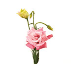 Lisianthus
