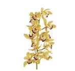 Orchid