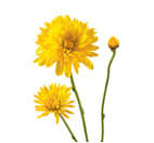 Chrysanthemum