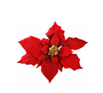 Poinsettia
