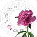Scorpio is Peonies