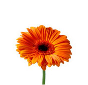 orange gerbera