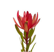 leucadendron