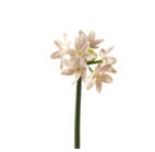 Daffodil