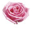 pink roses