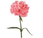 Carnation