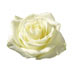 white roses