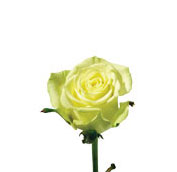 green rose