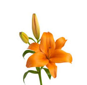 asiatic lily