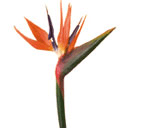 Birds of Paradise