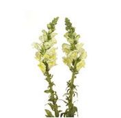 snapdragon