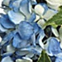 For The Service Color Image