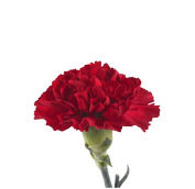 carnation