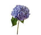 Hydrangea
