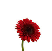 gerbera