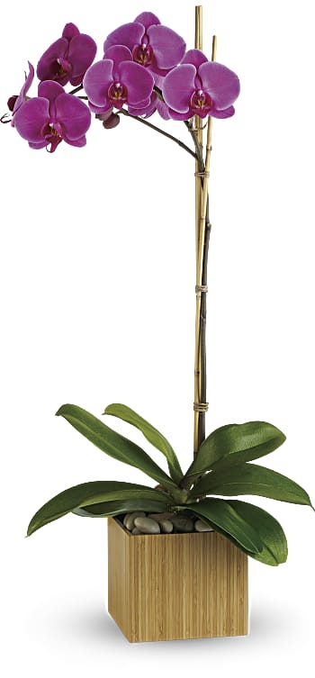 Order Teleflora's Imperial Purple Orchid arrangement
