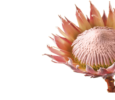 Protea