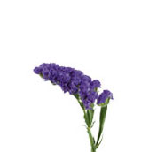 statice sinuata
