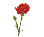 Carnation