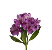 alstroemeria purple