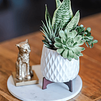 Plant Gift Ideas