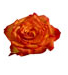 orange roses