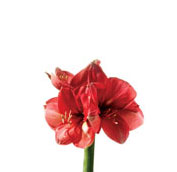 amaryllis