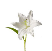 oriental hybrid lily