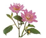 Dahlia