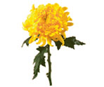 Chrysanthemum