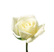 white rose