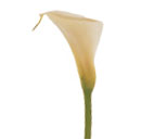 Calla