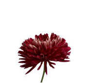 chrysanthemum disbud