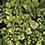 For The Service Color Image