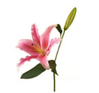 Lily (oriental)