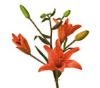 Lily